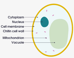 Inside the cytoplasm are enzymes which speed up these reactions. Open Animal Cell Diagram Gcse 2000x1492 Png Download Pngkit