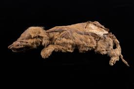 wolf pup mummy from the ancient arctic
