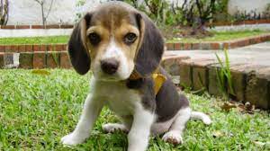 Northern california beagle rescue is dedicated to helping beagles find loving homes throughout the adoption process: Rescued Beagles Puppies Look For Loving Home In San Diego Times Of San Diego