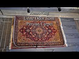 removing urine odor from persian carpet