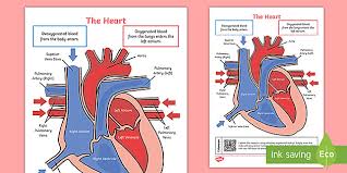 The Heart How Do The Heart And Lungs