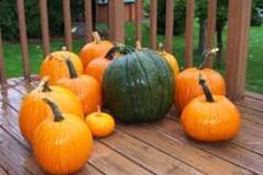 What is the rarest pumpkin color?