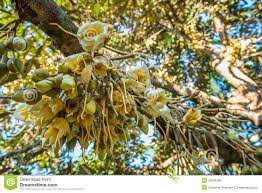 Fresh Flowers Of Durian On Tree In The Orchard Stock Image - Image of  health, fruit: 53094369