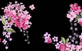 Black and Pink Flower Backgrounds ...