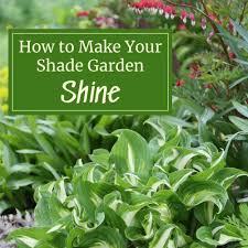 how to make your shade garden shine