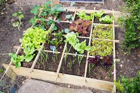 vegetable garden in a small space