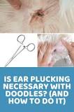 what-do-groomers-use-to-pluck-dogs-ears