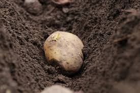 Als faustregel kann man sich merken: Kartoffelernte Wann Sind Kartoffeln Reif Zum Ernten Gartenlexikon De