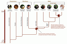 Primate Family Tree Genetic Differences Human Evolution