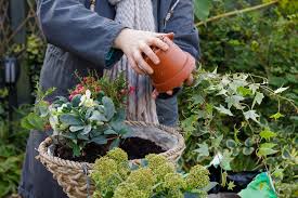 Hanging Baskets Rhs Gardening