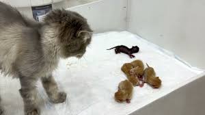 mama cat abandoned her newborn kittens