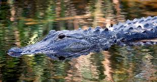 Things to know about Florida's alligators - CBS News
