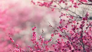 nf15 pink blossom nature flower spring love