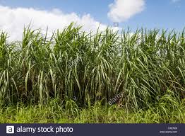 Sugarcane Growing In A Field In South Louisiana Sugarcane Is Used