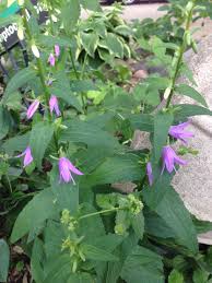 Once you know the weed you can then you can identify this groundcover weed by its scalloped leaves and clusters of purple flowers in late spring. Identify Terrible Horrible Weed With Pretty Purple Flowers 191703 Ask Extension