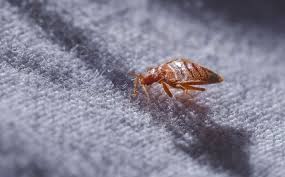 Why Bed Bugs Don T Mean Your San