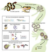 Play as a simple creature that is only concerned with its own survival. Snake Venom Gland Organoids Sciencedirect