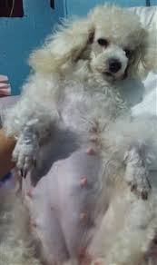 poodle pregnancy poodle information