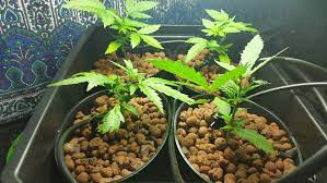 hydroponic systems for weed
