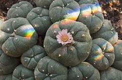 can-cactus-water-make-you-hallucinate
