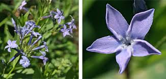 The flowers are tubular at the base, with five sharply pointed petals. Arkansas Or Thread Leaf Blue Star Amsonia Hubrichtii Wisconsin Horticulture