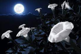 Plant Your Own Moon Garden That Blooms