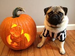 Image result for dogs in fall sweaters in pumpkin patch