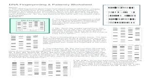 What does the dna fingerprinting worksheet answer? Table Cartoon Dna Worksheet Answers Snowtanye Com