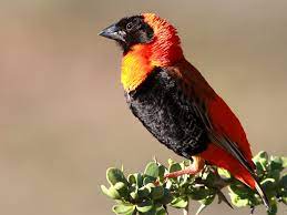 Southern Red Bishop Information Page · African Legacy