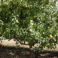 They should be spaced 15 feet apart. Yellow Delicious Apple Tree On The Tree Guide At Arborday Org