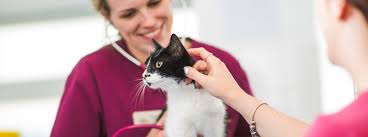 The ears of a cat are a prominent and distinctive feature, but sometimes they can have problems. Cat Ear Infections Symptoms And Causes My Family Vets