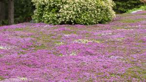 red creeping thyme lawns the low