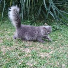 Kamu mau adopsi kucing anggora tapi masih bingung berapa harga dan bagaimana cara merawat kucing lucu ini? Jual Persia Abu Abu Murah Harga Terbaru 2021