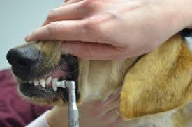 Dogs can suffer periodontal disease, tooth decay, injured teeth and oral problems that can be costly to treat. Dental Insurance For Dogs An Unbiased Guide