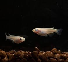 change in medaka fish