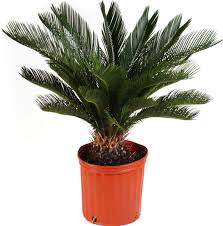 Delray Plants Sago Palm Cycas Revoluta Easy To Grow Live