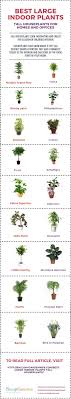 The Ultimate Houseplant Guide H U R D H O N E Y