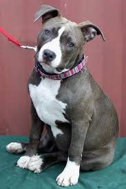 Two prominent breeds go into the mix to create these dogs, but it is not certain exactly which breeds an american staffordshire terrier with cropped ears. Blue American Staffordshire Terrier Puppies American Staffordshire Terrier Puppies Staffordshire Terrier Puppy Pitbull Terrier