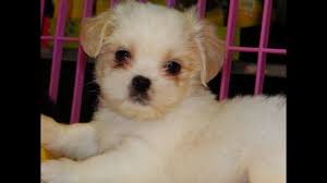 These puppies were born on 2/10/21 and will be ready to go home 3/26/21. Shih Tzu Puppies For Sale In Sacramento Dogs Breeds And Everything About Our Best Friends