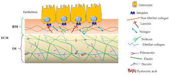 Extracellular Matrix