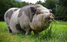 Породы свиней - 92 фото