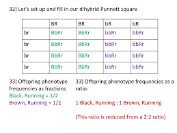 Dihybrid crosses involve tracking two traits simultaneously. Dihybrid Punnett Square Practice Problems Harry Nguyen Dihybrid Practice Pdf Name Toc Punnett Squares U2013 Dihybrid Crosses Background Punnett Square Are Used To Predict The Possibility Of Course Hero Cystic