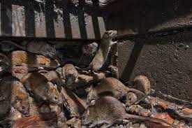 rats became an inescapable part of city