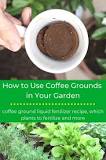 are-coffee-grounds-good-for-herbs