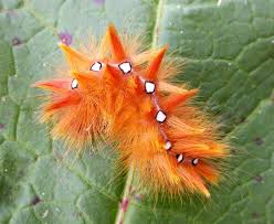 The best time to control these pests is when they are young and feeding in groups. Butterfly Conservation On Twitter The Sycamore Moth Caterpillar Is Covered In Orange Tufts Of Hair With Black White Eye Like Markings Along Its Back Http T Co Ozg2lser1w