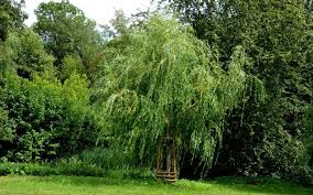 In the 1700s by nomenclature for this golden weeping tree is quite confusing. White Willow Nutroo