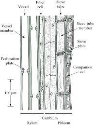xylem an overview sciencedirect topics