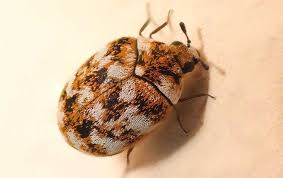 why are there carpet beetles in my