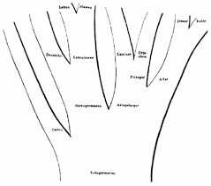The Genealogical World Of Phylogenetic Networks