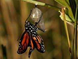 Monarch Butterfly Life Cycle And Migration National